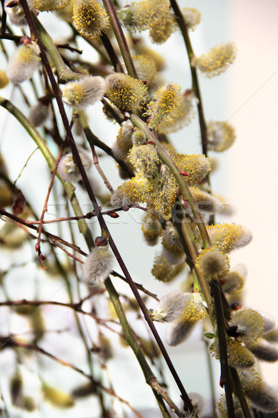 Primăvară salcie ramură păsărică frumos floare Imagine de stoc © tannjuska