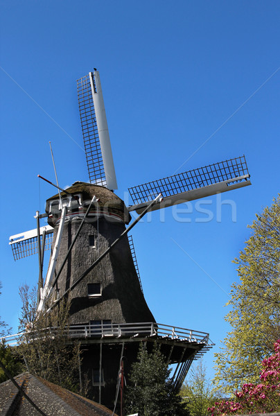 Holanda hermosa vista molino de viento naturaleza árbol Foto stock © tannjuska