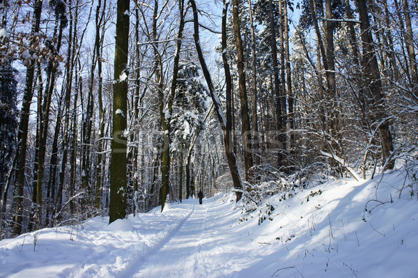 Beautiful winter with a lot of snow in the forest Stock photo © tannjuska