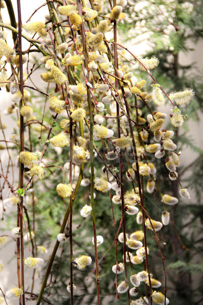 Printemps saule branche chatte belle fleur Photo stock © tannjuska