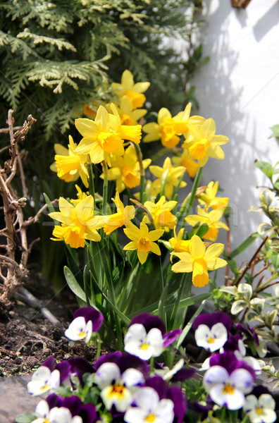 Bahar modern güzel teras çiçekler ev Stok fotoğraf © tannjuska