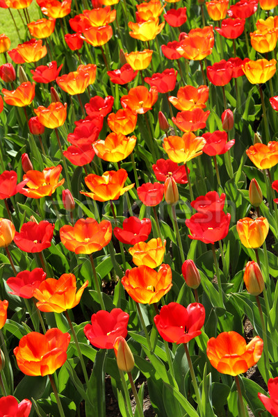Holanda tulipán campos hermosa Pascua Foto stock © tannjuska