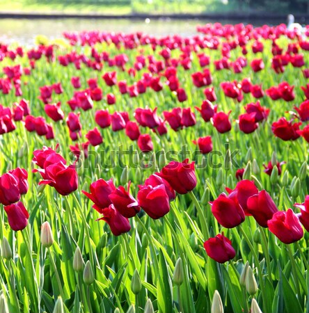 Gyönyörű mező élénk piros tulipánok napos idő Stock fotó © tannjuska