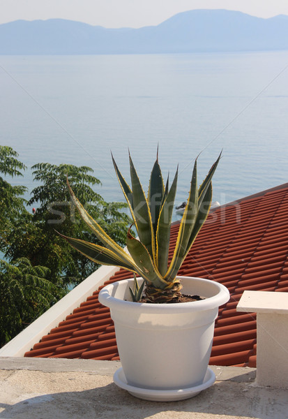 Stock photo: Typical Croatian house and pot wit aloe