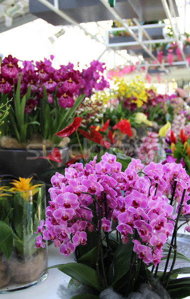 Stock fotó: Gyönyörű · orchideák · nagy · keverék · elképesztő · virág