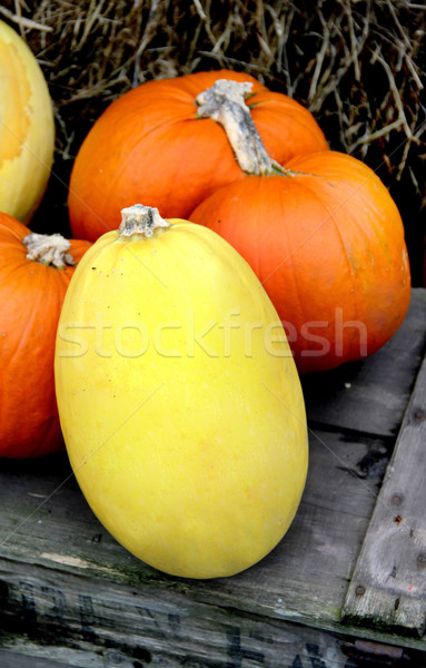 Stock photo: Big mix of Halloween pumpkins, fall