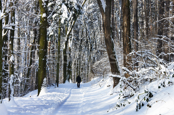 Beautiful winter with a lot of snow in the forest Stock photo © tannjuska