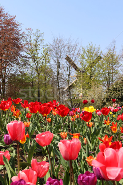 Сток-фото: Голландии · области · тюльпаны · замечательный · яркий · цветок
