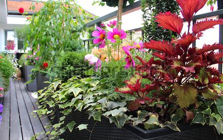 [[stock_photo]]: Terrasse · fleurs · modernes · belle · luxe · fleur