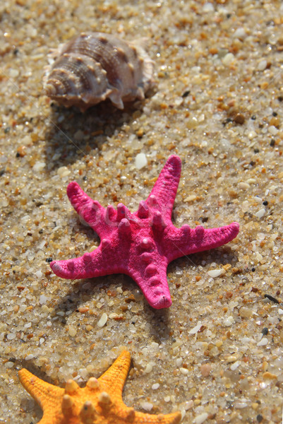 商业照片: 粉红色 · 海星 · 炮弹 · 海滩 ·海· 时间