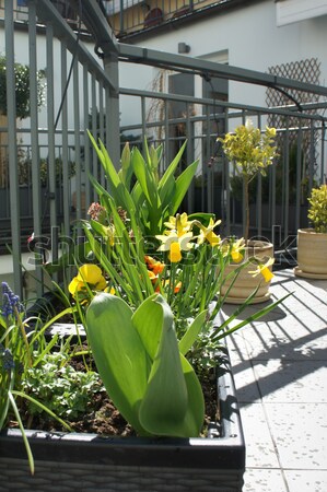 [[stock_photo]]: Belle · modernes · terrasse · fleurs · du · printemps · saisonnier