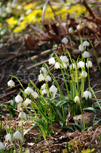 Snowdrops In Bloom The Spring Garden Stock Photo Tatiana Snowdrops In Bloom The Spring Garden