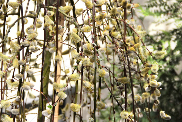 Primavera sauce rama cono hermosa flor Foto stock © tannjuska