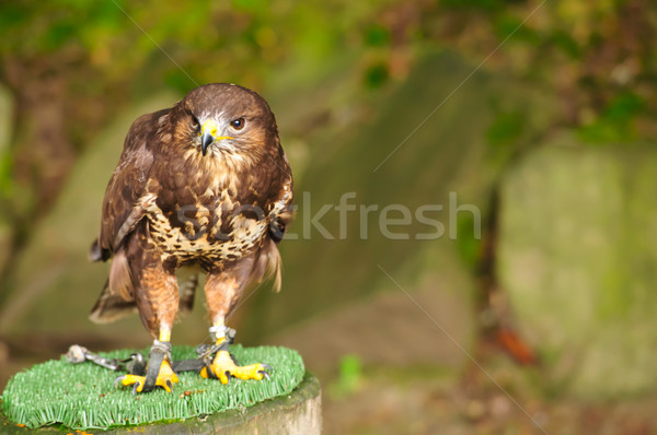Common Buzzard on a branch in chains Stock photo © tarczas