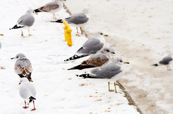 seagull at winter time Stock photo © tarczas
