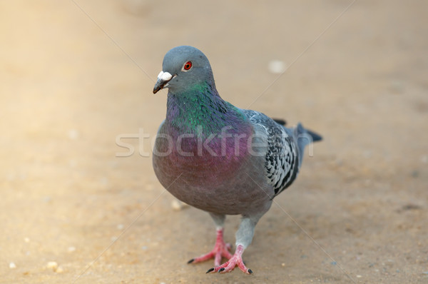 Portrait of a pigeon walking alone Stock photo © tarczas