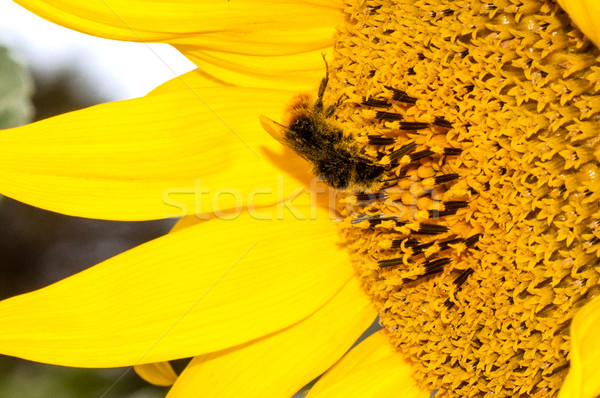 Stock foto: Makro · Biene · arbeiten · Sonnenblumen · Gesundheit