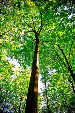 Stock photo: sunlight being detectable in trees in the forest 