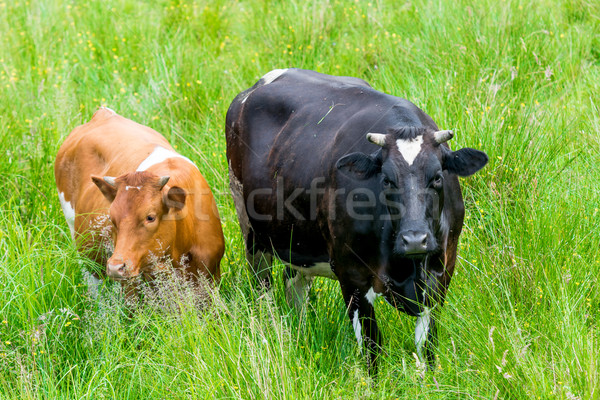 Siyah kırmızı inek yeşil sığırlar Stok fotoğraf © tarczas