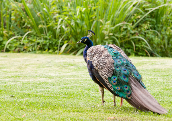male colorful peacock Stock photo © tarczas