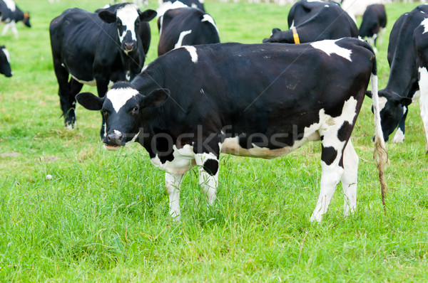 Nyáj tehenek testtartás természet zöld farm Stock fotó © tarczas