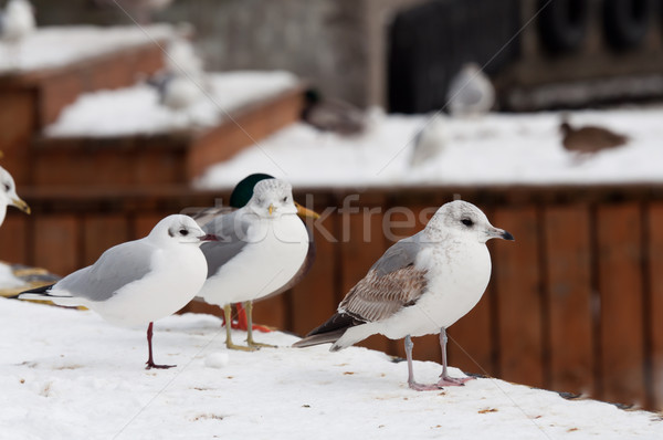 Mewa zimą czasu ptaków wolności biały Zdjęcia stock © tarczas