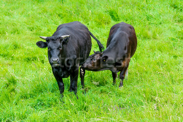black cow in a green pasture with calf Stock photo © tarczas