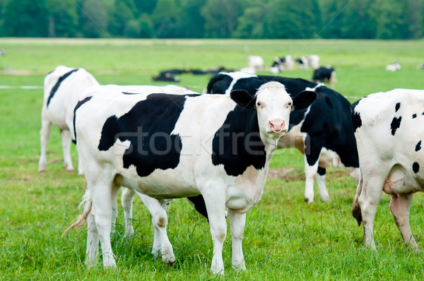 Nyáj tehenek testtartás természet zöld farm Stock fotó © tarczas