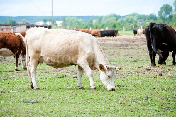 Fehér tehén testtartás fű zöld farm Stock fotó © tarczas