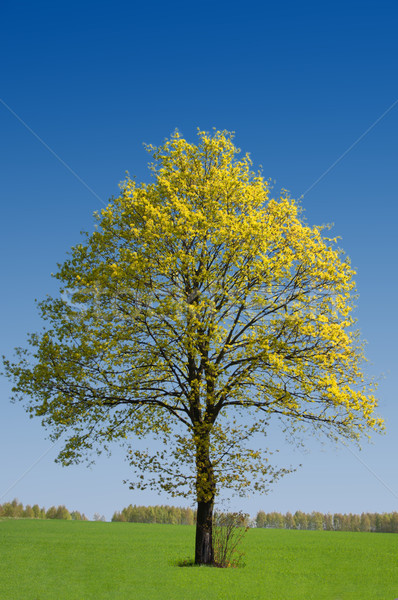 Solitario árbol verde campo cielo azul Foto stock © tarczas