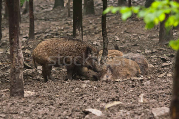 wild boar family in their natural environment Stock photo © tarczas