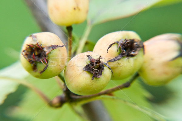 hawthorn fruit on green branch Stock photo © tarczas