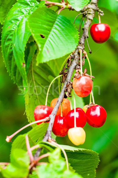 Red and sweet cherries on a branch just before harvest Stock photo © tarczas