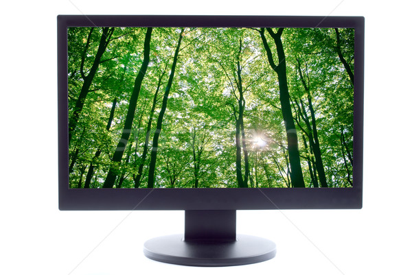 Stock photo: sunlight being detectable in trees in the forest on TV screen