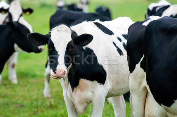 Nyáj tehenek testtartás természet zöld farm Stock fotó © tarczas