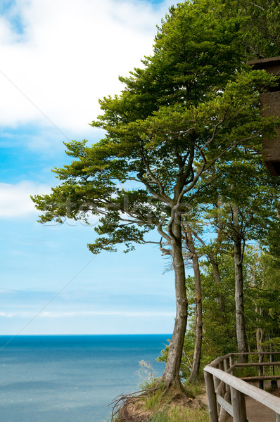 trees at high hill on seashore Stock photo © tarczas