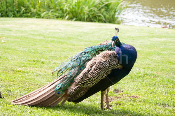 Stock foto: Männlich · farbenreich · Pfau · Park · grünen · Gras · Natur