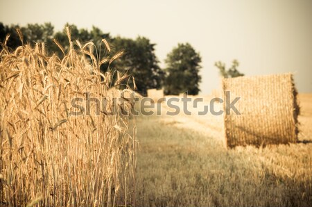 Meule de foin blé agriculteur domaine soleil nature [[stock_photo]] © tarczas