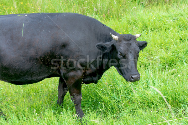 Schwarz Kuh grünen Weide Rinder Bauernhof Stock foto © tarczas