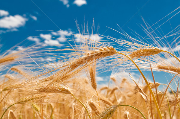 золото пшеницы солнце свет синий облаке Сток-фото © tarczas