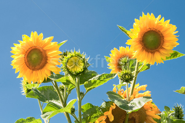 sunflowers on blue sky background  Stock photo © tarczas