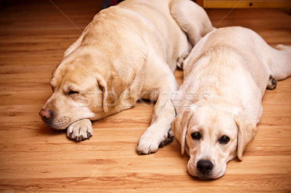 Twee jonge oude bont cute labrador Stockfoto © tarczas
