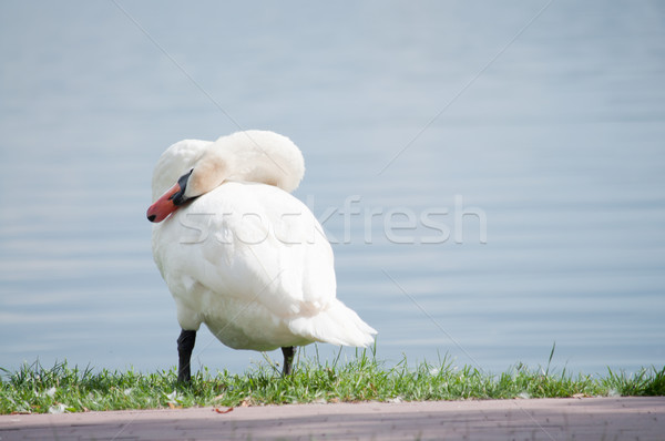 single white swan on the lake shore Stock photo © tarczas