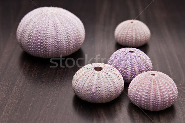 violet and pink shells from Mediterranean sea Stock photo © tarczas