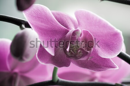 close up of Beautiful purple orchid - phalaenopsis Orchis purpurea Stock photo © tarczas
