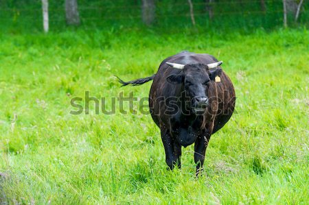 black cow in a green pasture on cattle farm Stock photo © tarczas