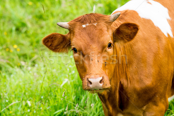red cow in a green pasture on cattle farm Stock photo © tarczas