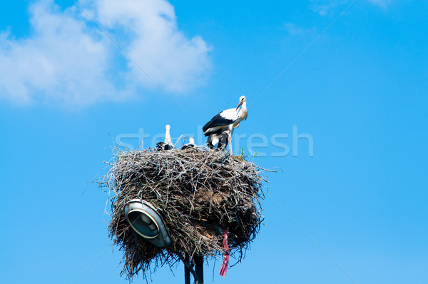 Stockfoto: Ooievaar · familie · stro · nest