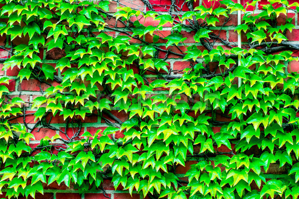 brick wall overgrown with vines to use as background Stock photo © tarczas