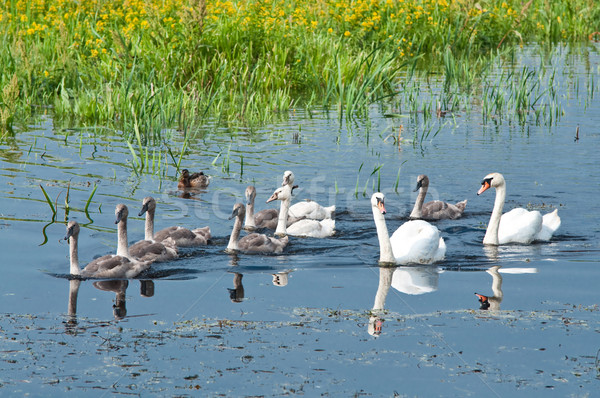 swans family in water Stock photo © tarczas